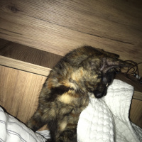 Tekir Kedi, Kedi  Tarçın fotoğrafı
