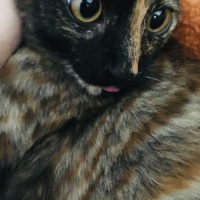 Tekir Kedi, Kedi  Tarçın fotoğrafı