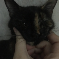 Tekir Kedi, Kedi  Tarçın fotoğrafı