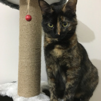 Tekir Kedi, Kedi  Tarçın fotoğrafı