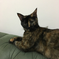 Tekir Kedi, Kedi  Tarçın fotoğrafı