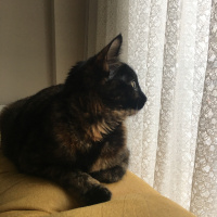 Tekir Kedi, Kedi  Tarçın fotoğrafı