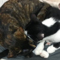 Tekir Kedi, Kedi  Tarçın fotoğrafı