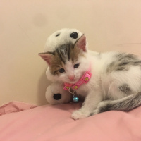 Tekir Kedi, Kedi  Güllaç fotoğrafı