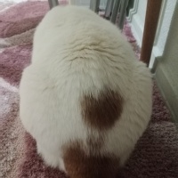 Sarman, Kedi  Poncik fotoğrafı