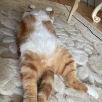 Sarman, Kedi  Poncik fotoğrafı