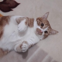 Sarman, Kedi  Poncik fotoğrafı