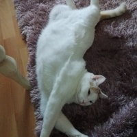 Sarman, Kedi  Poncik fotoğrafı