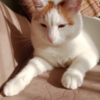 Sarman, Kedi  Poncik fotoğrafı