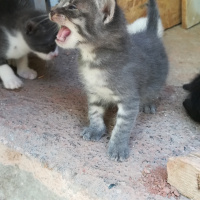 Abyssinian, Kedi  Peti fotoğrafı
