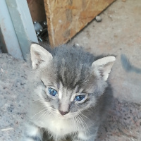 Abyssinian, Kedi  Peti fotoğrafı