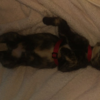 Tekir Kedi, Kedi  Heidi fotoğrafı