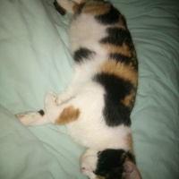 Tekir Kedi, Kedi  Prenses fotoğrafı
