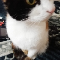 Tekir Kedi, Kedi  Prenses fotoğrafı