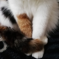 Tekir Kedi, Kedi  Prenses fotoğrafı