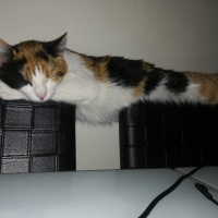Tekir Kedi, Kedi  Prenses fotoğrafı
