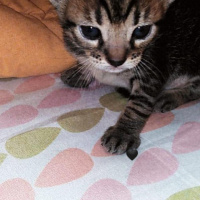 İran Kedisi (Persian), Kedi  Desi fotoğrafı