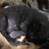 İran Kedisi (Persian), Kedi  Desi fotoğrafı