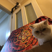 Tekir Kedi, Kedi  Haydut fotoğrafı