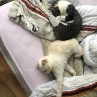 Tekir Kedi, Kedi  Haydut fotoğrafı
