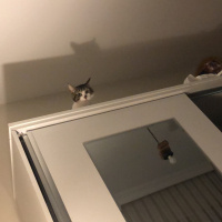 Tekir Kedi, Kedi  Haydut fotoğrafı
