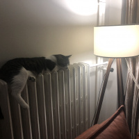 Tekir Kedi, Kedi  Haydut fotoğrafı