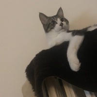Tekir Kedi, Kedi  Haydut fotoğrafı