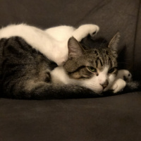 Tekir Kedi, Kedi  Haydut fotoğrafı