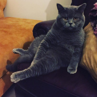 Tekir Kedi, Kedi  Haydut fotoğrafı