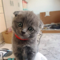 Scottish Fold, Kedi  Pamuk fotoğrafı