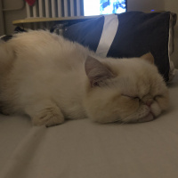 İran Kedisi (Persian), Kedi  Sütlaç fotoğrafı