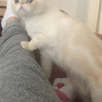 İran Kedisi (Persian), Kedi  Sütlaç fotoğrafı