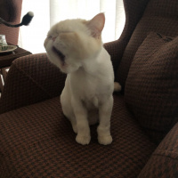 İran Kedisi (Persian), Kedi  Sütlaç fotoğrafı
