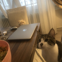 İran Kedisi (Persian), Kedi  Sütlaç fotoğrafı