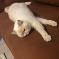 İran Kedisi (Persian), Kedi  Sütlaç fotoğrafı