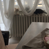 İran Kedisi (Persian), Kedi  Sütlaç fotoğrafı