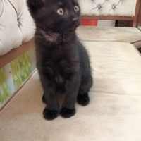 Tekir Kedi, Kedi  Asi fotoğrafı