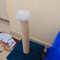 Tekir Kedi, Kedi  Asi fotoğrafı