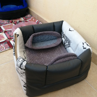 Tekir Kedi, Kedi  Asi fotoğrafı