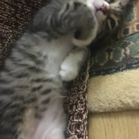 Tekir Kedi, Kedi  Pişi fotoğrafı