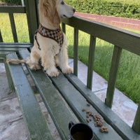 Amerikan Cocker Spaniel, Köpek  mars fotoğrafı