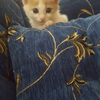 Tekir Kedi, Kedi  Yumurcak fotoğrafı