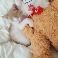 Tekir Kedi, Kedi  Yumurcak fotoğrafı