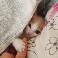 Tekir Kedi, Kedi  Yumurcak fotoğrafı