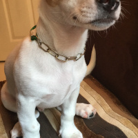 Jack Russell Terrier, Köpek  Zeus fotoğrafı