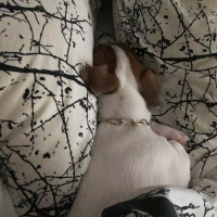 Jack Russell Terrier, Köpek  Zeus fotoğrafı