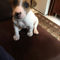 Jack Russell Terrier, Köpek  Zeus fotoğrafı
