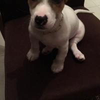 Jack Russell Terrier, Köpek  Zeus fotoğrafı
