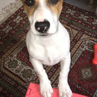 Jack Russell Terrier, Köpek  Zeus fotoğrafı