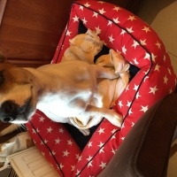 Jack Russell Terrier, Köpek  Zeus fotoğrafı